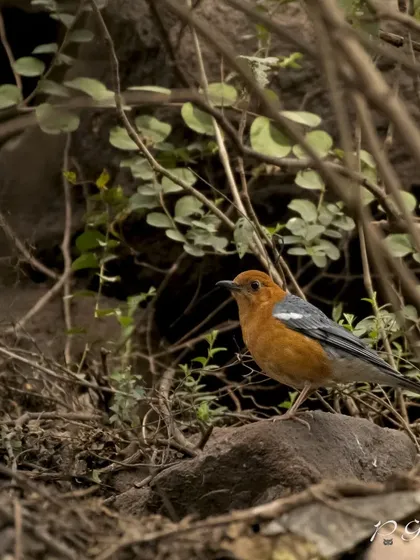 An Orange-headed Thrush in its natural habitat, foraging on the ground among rocks and leaves.
