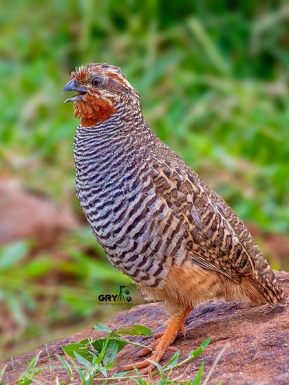 A Jungle Bush Quail calling out, its feathers puffed up. These small, secretive birds are more often heard than seen, making this clear shot a special capture.