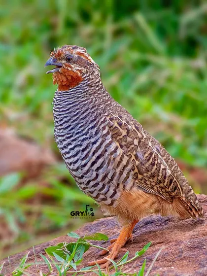 A Jungle Bush Quail calling out, its feathers puffed up. These small, secretive birds are more often heard than seen, making this clear shot a special capture.