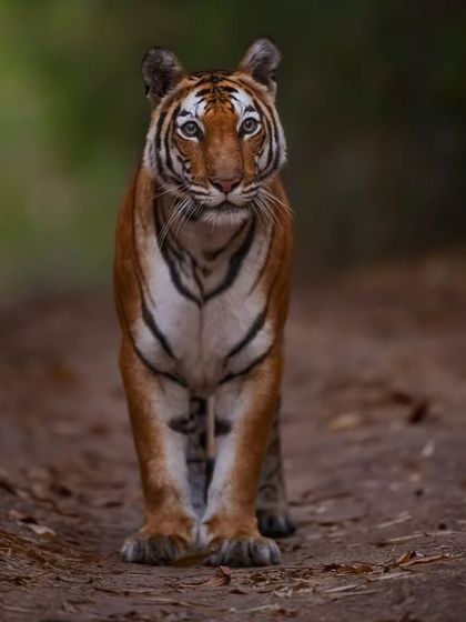 The gorgeous Barua Nullah female in Bandhavgarh, captured in extreme low light by using my experience to adjust settings for a sharp, memorable shot.