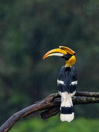 A hornbill sits patiently on a branch during a light rain, the droplets adding texture and mood to the scene.