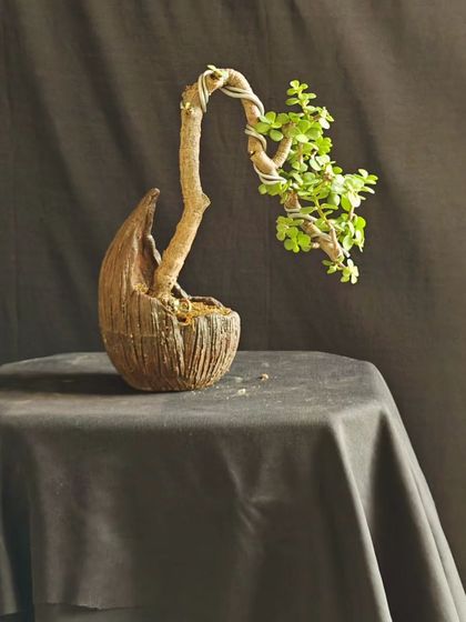 A creative Jade bonsai planting in a coconut shell. This unique presentation adds a rustic and tropical feel to the art form.
