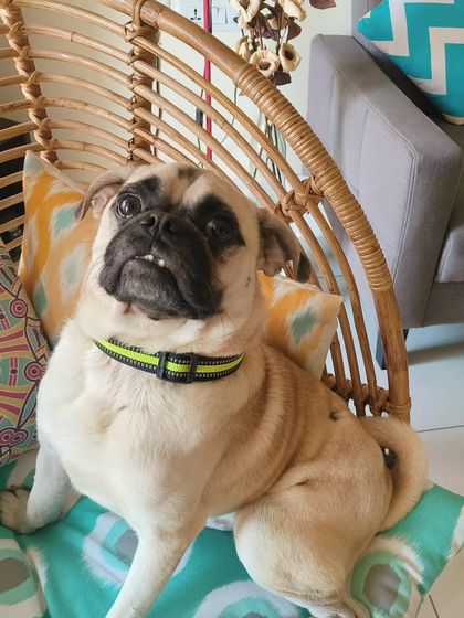 PL Paws - Animal Rescue & Rehabilitation How Your Donations Help: Our Medical Cases photo 55