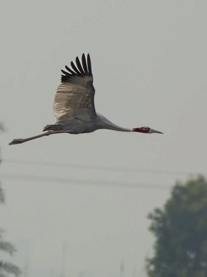 A Sarus Crane, the world's tallest flying bird, in graceful flight over the Dhanauri Wetlands.