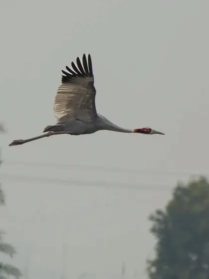 A Sarus Crane, the world's tallest flying bird, in graceful flight over the Dhanauri Wetlands.