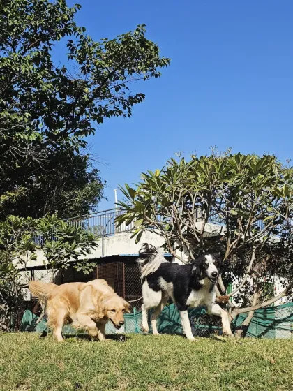 A Golden Retriever and a Border Collie on the move together.
