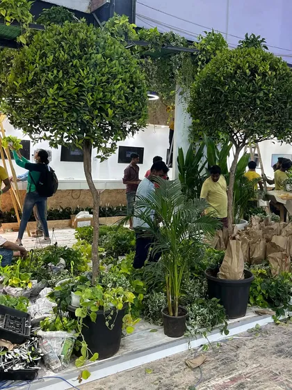 For this project, we brought in large, sculpted Ficus topiary trees to act as structural elements within the green landscape. This shows how we mix different plant types to add depth and interest.