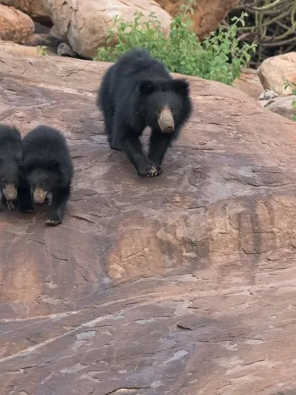 A duplicate of image 169, the image shows the cubs closely following their mother, learning the ways of the wild.