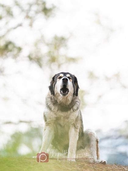 Pragalbh - Commercial Pet Photography On Location: Himalayan Dogs & Livestock photo 5