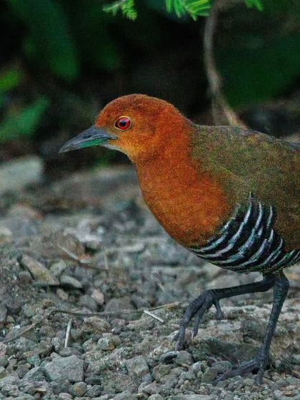 The Slaty-legged Crake, a secretive waterbird with a chestnut head and strong black-and-white barring on its flanks.