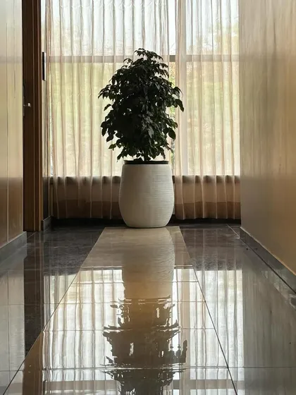 A Ficus plant in a white pot stands in a hallway, its reflection captured on the glossy floor. This simple placement adds a touch of formal elegance and greenery to an otherwise simple space.