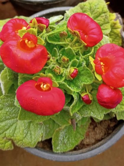 These unique, pouch-like flowers are Calceolaria, also known as Lady's Purse. They are a quirky and colourful addition to any collection of seasonal plants.