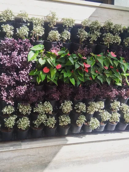 This living green wall in Electronic City shows how we can use plants to create art. I arranged different species, including flowering anthuriums and purple foliage, to create a beautiful, welcoming pattern that acts as a living name board for the building.