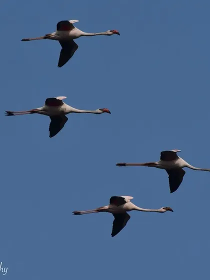 A flock of Lesser Flamingos flying in formation. These migratory birds visit Mumbai's wetlands, creating a spectacular pink-hued spectacle against the blue sky.