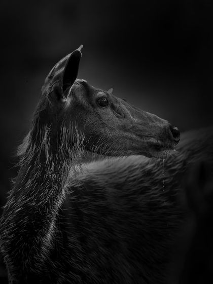 A Sambar deer, captured in a graceful pose as it looks over its shoulder. The play of light and shadow on its neck and back creates a beautiful, sculptural quality in this black and white image.