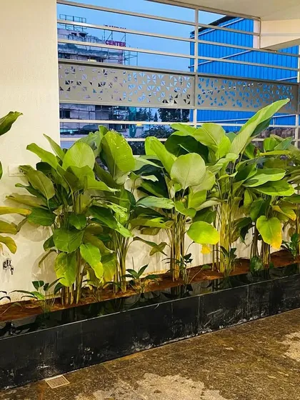 Another view of the Calathea Lutea planter box. The large green leaves provide a lush, natural screen against the wall, perfect for both residential and commercial settings.