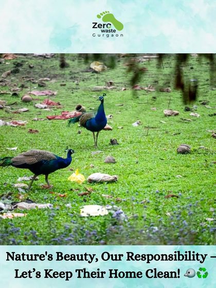A stark image of peacocks, our national bird, foraging amidst a field of litter. This is a powerful reminder of our responsibility to keep their home clean.