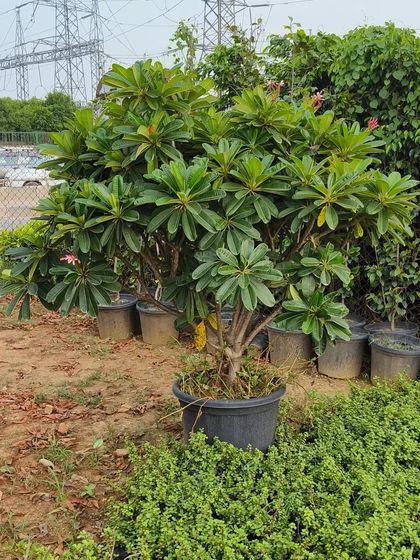 This Plumeria plant is well-established and ready to flower. Plumeria flowers are famous for their intoxicating fragrance, especially in the evenings.