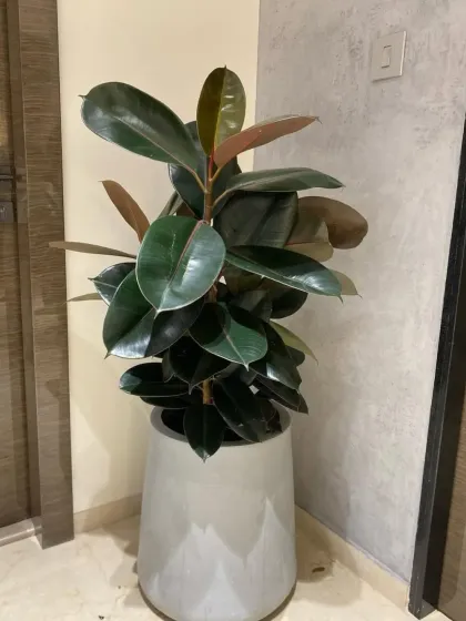 A large Rubber Plant (Ficus elastica) in a stylish grey pot makes a bold statement in this indoor corner. Its dark, glossy leaves add a touch of drama and sophistication to the home decor.