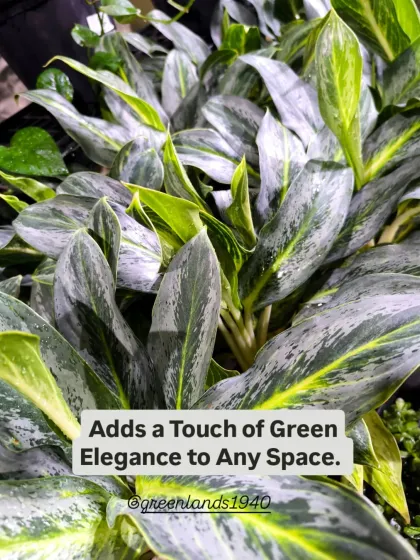 The green and silver foliage of the Chinese Evergreen adds a touch of elegance to any space. It's an excellent choice for offices as it thrives in low-light conditions.
