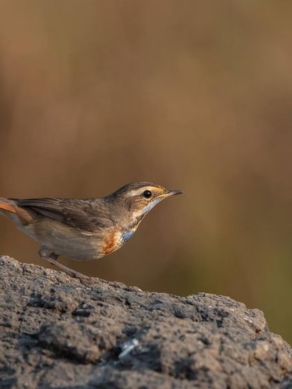A Bluethroat in action, alert and ready to move. These migratory birds are a welcome sight in the winter months.