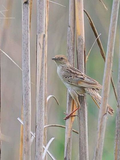 Birdwatching Sanctuaries of India photo 25