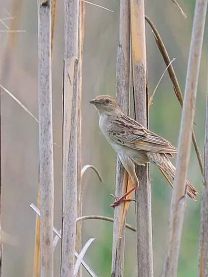 A Bristled Grassbird, a resident of tall grasslands, perches among the reeds. This is another key species we look for during our monsoon birding trips in Rajasthan.