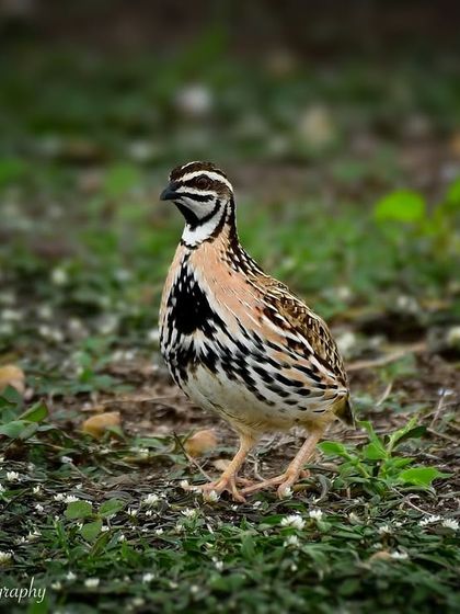 Avian Wonders: A World of Wings photo 79