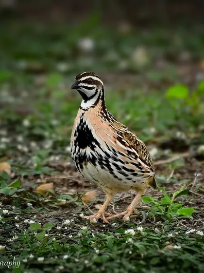 A Rain Quail at Bhigwan Bird Sanctuary. These ground-dwelling birds are masters of camouflage, making them a challenging but rewarding subject to photograph.