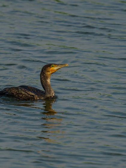 A Great Cormorant swims in the open water, a classic portrait of this common aquatic bird.