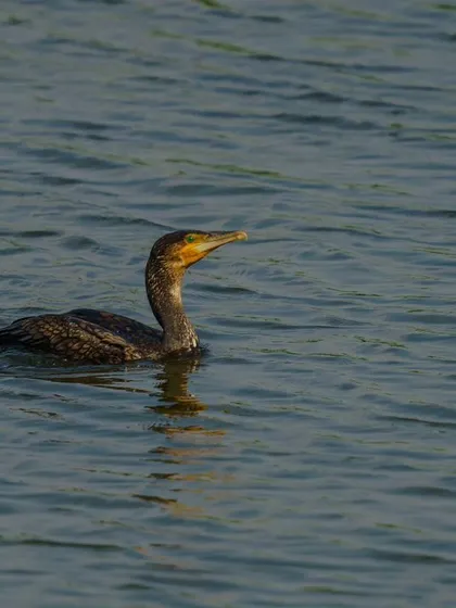 A Great Cormorant swims in the open water, a classic portrait of this common aquatic bird.