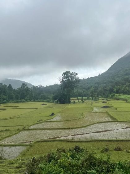 The lush green paddy fields and hills seen from the Kodachadri trail. The landscape is a mix of nature and cultivation.