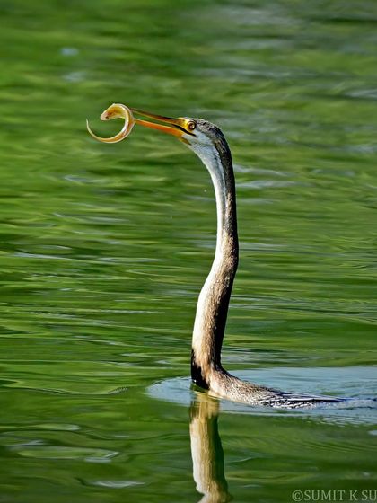 The darter has placed its darts right! An Oriental Darter with a freshly caught eel, its long, sharp beak proving to be a formidable fishing tool.