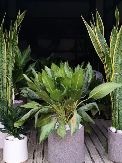 Getting a large order ready for delivery. I can supply fully grown indoor plants like these Sansevieria and Aglaonema in modern ceramic planters for corporate offices or home decor projects.