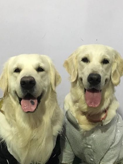 Deepthi - Dog Training & Behavior Modification Just for Fun: The Life of a Happy Dog photo 10