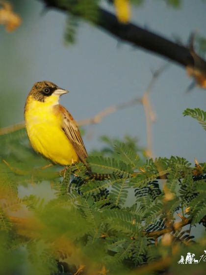 The Black-headed Bunting, a winter migrant to India. The male has a striking black head that contrasts with its bright yellow body.
