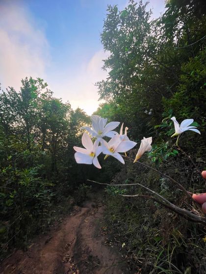 Wild white flowers found blooming on a forest path at sunset. There is so much beauty to be found when we take the time to look closely at the world around us.