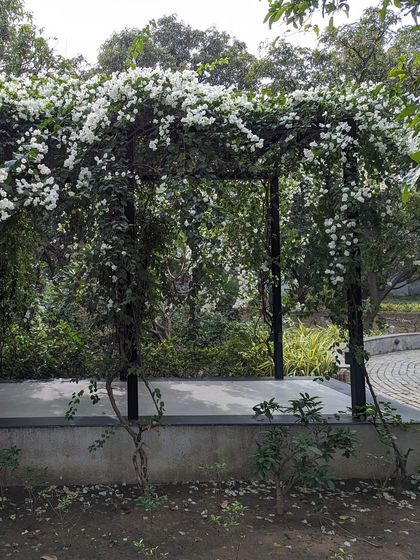 The metal canopies and pergolas attached to the main home act as buffers between covered and open spaces. We allow bougainvillea and other climbers to grow onto them, further blurring the line between the built form and the landscape.