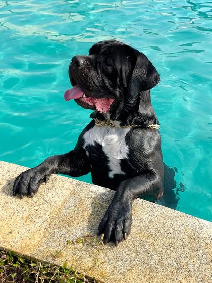 The Pawsome Camp - Dog Daycare & Boarding Splash Zone: Our Pooch Pool photo 31