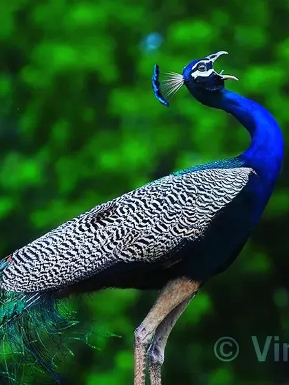 Here, the peacock is calling for his life partner. His lonely call echoes through the forest, a sound that is both beautiful and full of longing. It reminds me of an old Hindi song, "Akele Hain Chale Aao," where the singer is calling for his beloved.