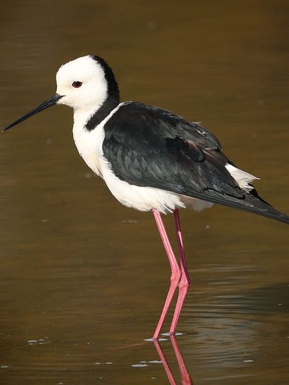 Waders, Ducks & Waterbirds photo 35