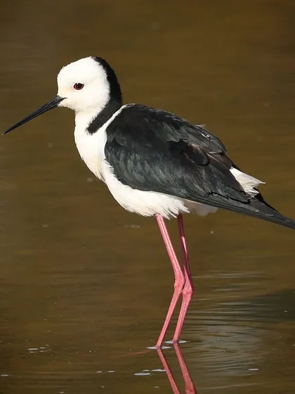 A Pied Stilt, a common wader species in Australia and many parts of Asia. Its stark black and white plumage and long pink legs make it easily identifiable.