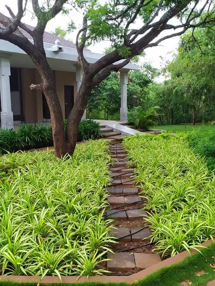 Detail is paramount in creating a tranquil atmosphere. At this yoga school, we designed a winding stone path bordered by vibrant spider lilies, guiding visitors through a lush, layered garden and encouraging a sense of mindful movement.