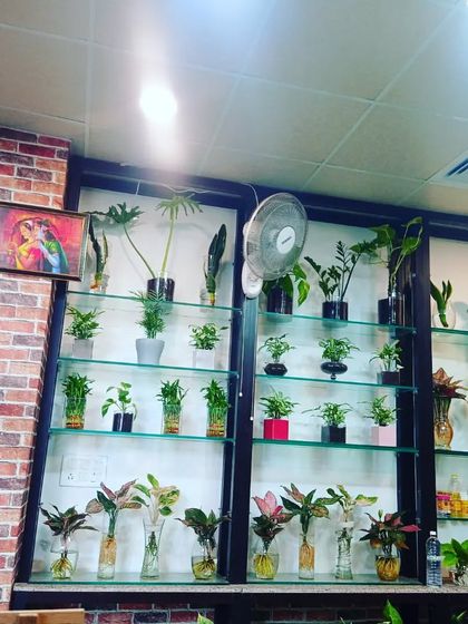 Hydroponic & Water-Based Plants photo 12