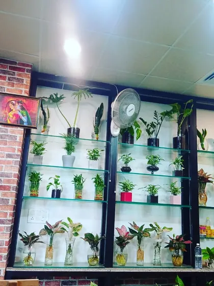 Our display shelves are filled with various hydroponic plants in different glass containers. This shows the variety of setups we can create for our clients.