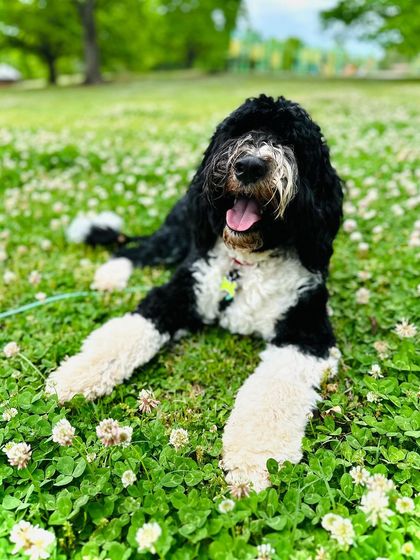 Tulsa Dog Trainer - Immersive Board & Train Programs Board & Train Graduates photo 30