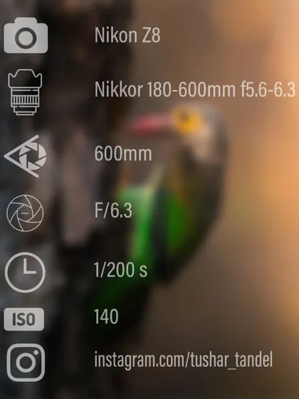 The camera settings used to capture the Brown-headed Barbet at its nest.