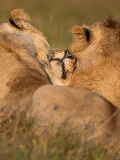 A tender moment as lion cubs cuddle together in the tall grass of the African savanna.