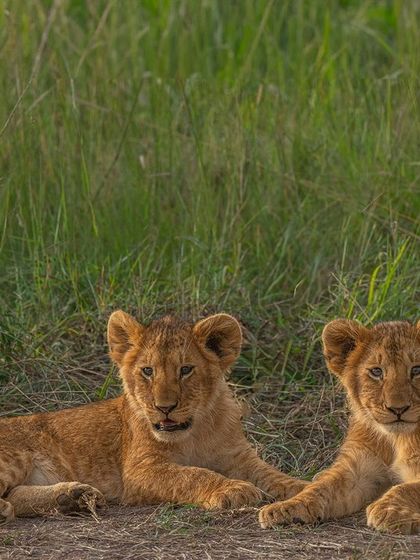 Two lion cubs, both sharp and in focus. By using a smaller aperture (f/8), I increased the depth of field to ensure both subjects were clear, while my camera's eye tracking locked onto their faces.