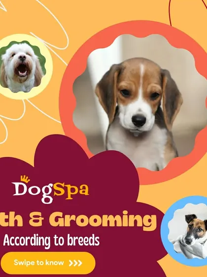 Different breeds have different needs. I provide expert advice on bathing and grooming schedules tailored specifically to your dog's coat type and breed.
